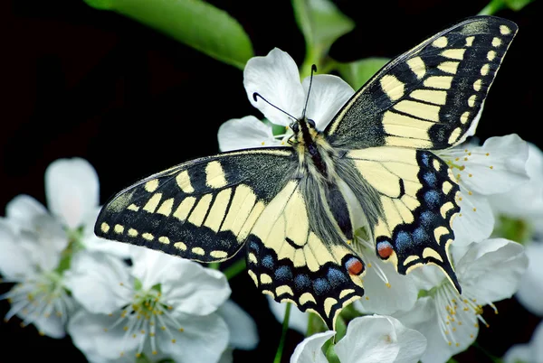 Güzel Kelebek Siyah Izole Bir Çiçek Üzerinde Oturan Kelebek Kiraz — Stok fotoğraf