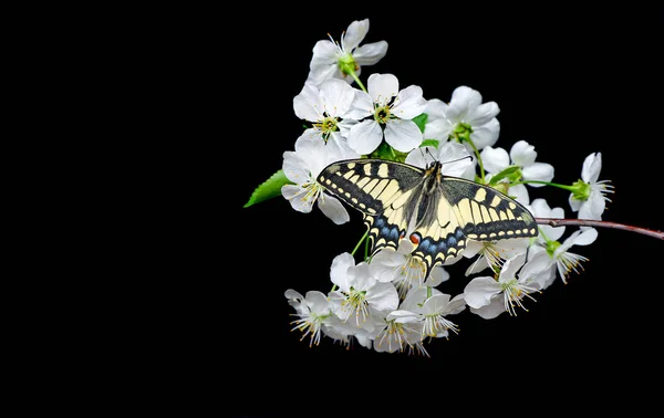 Bela Borboleta Sentado Uma Flor Isolada Preto Borboleta Ramo Florido — Fotografia de Stock