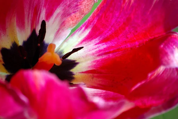 Tulpenknospe Aus Nächster Nähe Schöne Rote Tulpe — Stockfoto