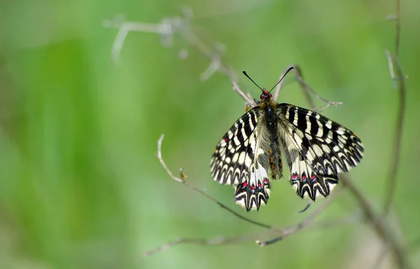 Sitzender Schmetterling Schmetterling Auf Einer Sonnigen Wiese Frühlingsschmetterlinge Südliche Girlanden — Stockfoto