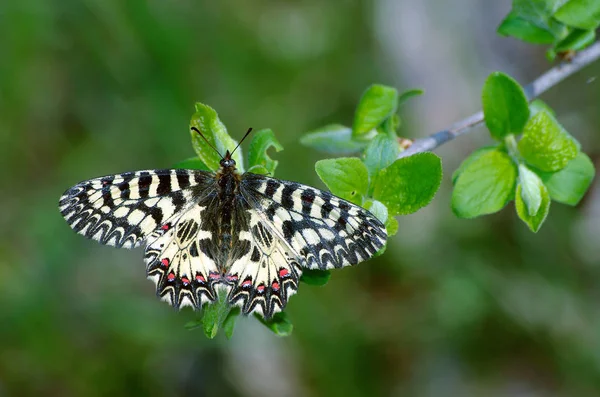 Mariposa Sentada Mariposa Prado Soleado Mariposas Primavera Festón Del Sur — Foto de Stock