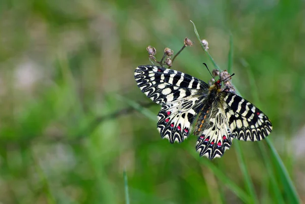 Mariposa Sentada Mariposa Prado Soleado Mariposas Primavera Festón Del Sur — Foto de Stock