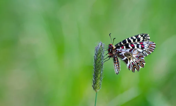 Mariposa Sentada Mariposa Prado Soleado Mariposas Primavera Festón Del Sur — Foto de Stock