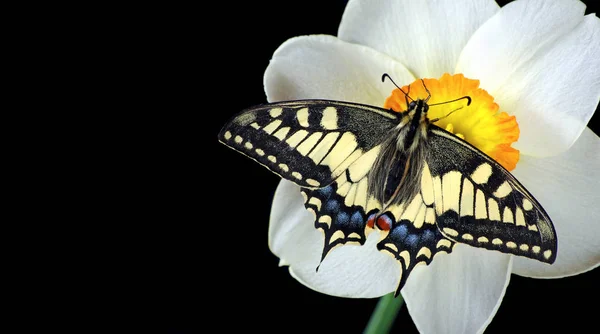 Beautiful butterfly sitting on a flower isolated on black. Butterfly and narcissus flower. Swallowtail butterfly, Papilio machaon.