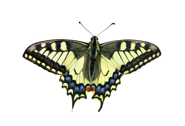 Πεταλούδα Μαχάων Απομονωμένα Λευκό Φτερά Της Πεταλούδας — Φωτογραφία Αρχείου