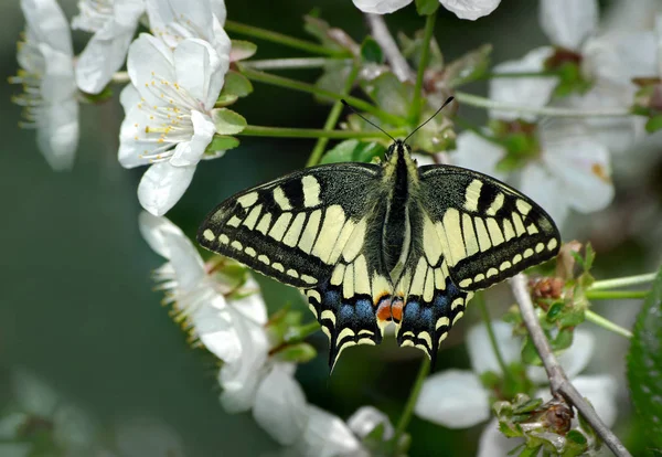 Bir Çiçeğin Üzerinde Oturan Güzel Kelebek Kelebek Kiraz Çiçekli Dalı — Stok fotoğraf
