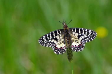 oturan kelebek. güneşli bir çayırda kelebek. bahar kelebekleri. Güney festoon. kopyalama alanları