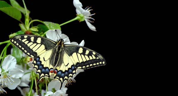 Hermosas Mariposas Sentadas Sobre Flores Aisladas Negro Mariposas Rama Floreciente —  Fotos de Stock