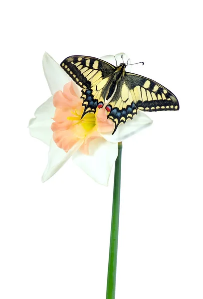 美丽的蝴蝶坐在一朵花上 被隔离在白色上 蝴蝶和水仙花 燕尾蝴蝶 帕皮利奥马洪 — 图库照片