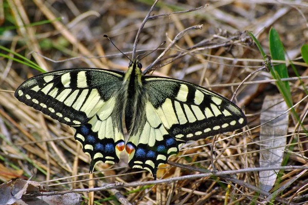 坐蝴蝶 蝴蝶在阳光明媚的草地上 春天的蝴蝶 南费斯托翁 复制空格 — 图库照片