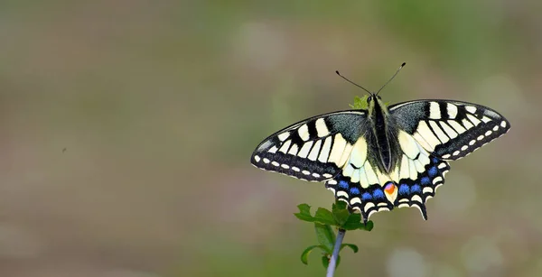 Bright Butterfly Machaon Meadow Butterfly Sitting Branch Close — Stock Photo, Image