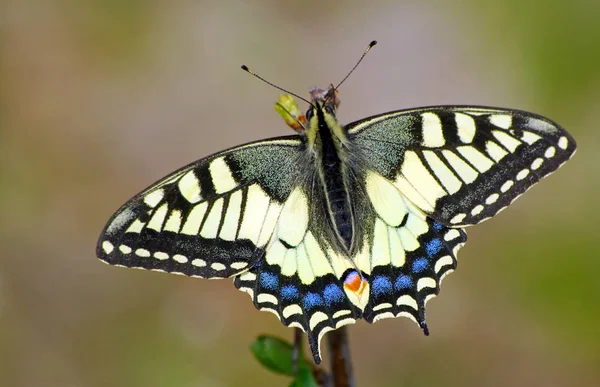 Bright Butterfly Machaon Meadow Butterfly Sitting Branch Close — Stock Photo, Image