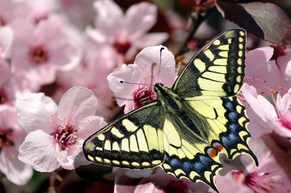 Gyönyörű Pillangó Machaon Egy Ága Cseresznye Virágok Gyönyörű Rózsaszín Cseresznye — Stock Fotó