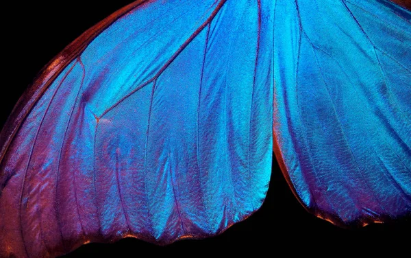 Flügel Eines Schmetterlings Morpho Textur Hintergrund Schmetterling — Stockfoto