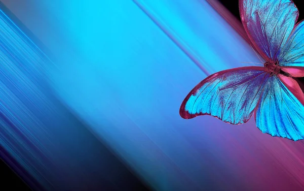 Blautöne Blauer Abstrakter Verschwommener Hintergrund Blaue Schmetterlinge Morpho Auf Einem — Stockfoto