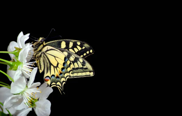 Красивая Бабочка Сидящая Цветке Изолированном Черного Бабочка Цветущая Ветвь Вишни — стоковое фото