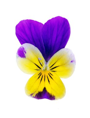 Beyaz arka plan üzerinde pansies. sarı pansies ile mor. menekşe çiçekleri yakın