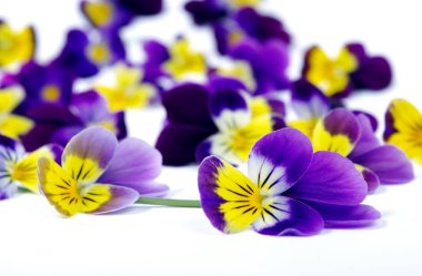 Beyaz arka plan üzerinde pansies. sarı pansies ile mor. menekşe çiçekleri yakın