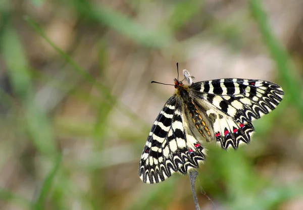Sitzender Schmetterling Schmetterling Auf Einer Sonnigen Wiese Frühlingsschmetterlinge Südliche Girlanden — Stockfoto