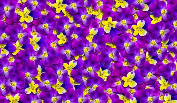Fioletowe Kwiaty Kwiatowym Tle Naturalny Abstrakcyjny Wzór Niebieskich Fioletowych Fiołki — Zdjęcie stockowe