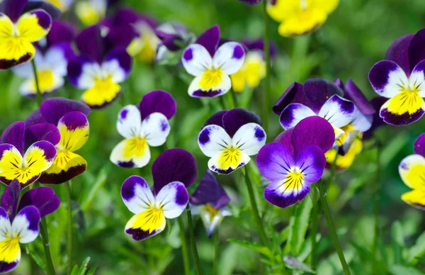 Klare Mangefargede Fioler Hagen Vårblomster Pansy Bakgrunn – stockfoto