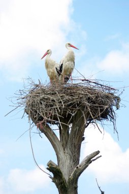 yuvaüzerinde leylek. boşlukları kopyalayın. dünya barış kavramı