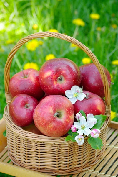 Manzanas Ecológicas Rojas Frescas Una Canasta Mimbre Jardín Picnic Hierba —  Fotos de Stock