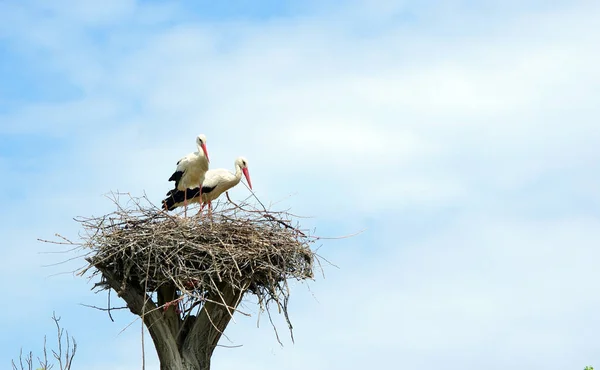 Cigognes Sur Nid Des Espaces Copie Concept Paix Mondiale — Photo