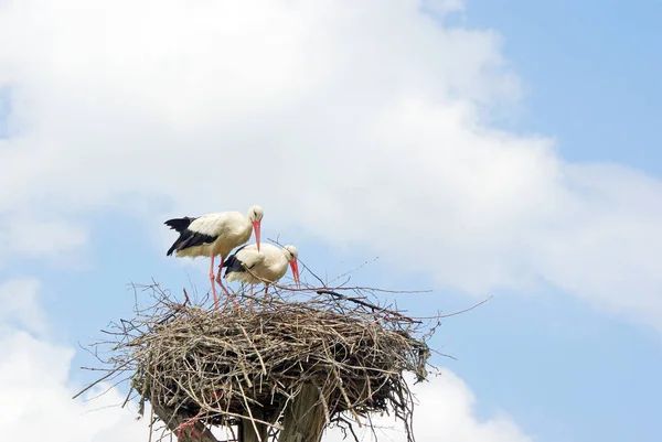 Storker Redet Kopieringsrom Verdensfredskonseptet – stockfoto