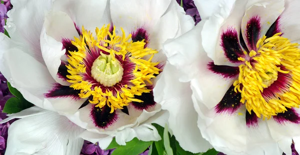 Schöne Pfingstrosenblume Auf Einem Holztisch Großaufnahme Leerzeichen Kopieren — Stockfoto