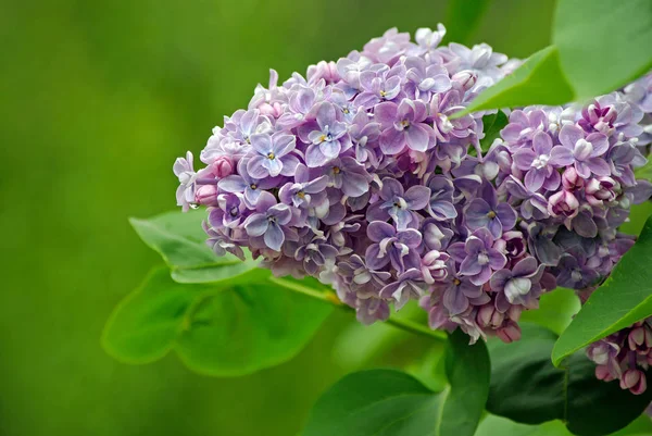 Fliederzweig Garten Großaufnahme Leerzeichen Kopieren — Stockfoto