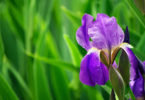 Bunga Iris Kebun Tutup — Stok Foto