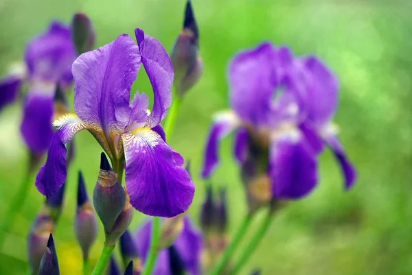 Bunga Iris Kebun Tutup — Stok Foto