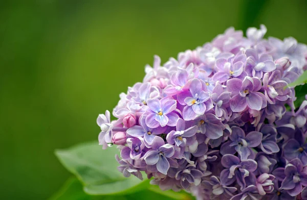 Fliederzweig Garten Großaufnahme Leerzeichen Kopieren — Stockfoto