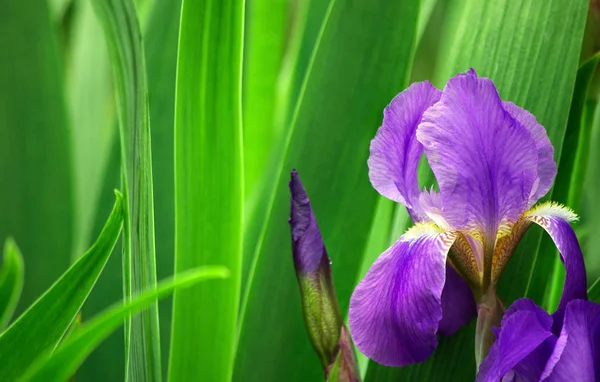 Bunga Iris Taman — Stok Foto