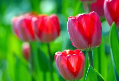 Parlak kırmızı lale bahçesinde. 