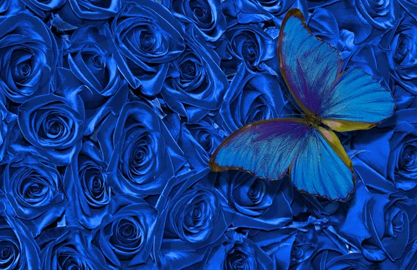 Fondo Textura Natural Azul Profundo Fondo Rosa Azul Mariposa Morfo — Foto de Stock