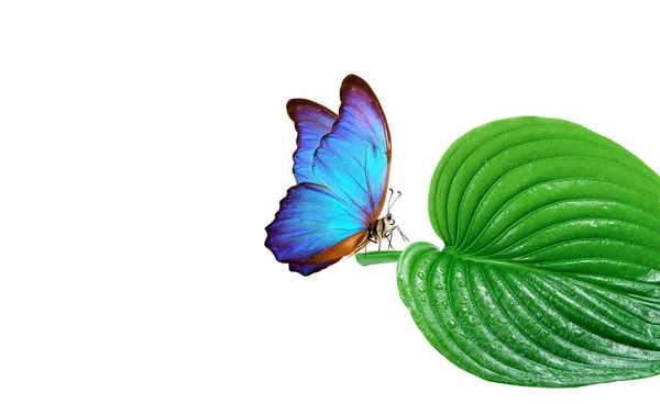 Pure Nature Concept Environmental Protection Poster Blue Morpho Butterfly Green — Stock Photo, Image