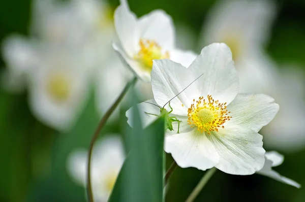 Schöne Weiße Blumen Garten Kleine Grüne Heuschrecke Auf Weißen Frühlingsblumen — Stockfoto