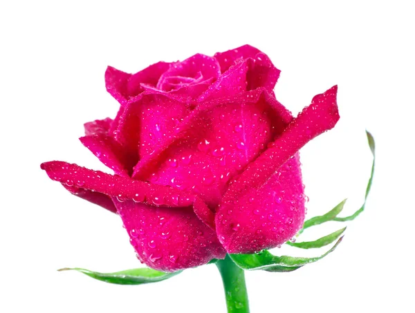 Belle Rose Violette Gouttes Eau Isolées Sur Blanc Gros Plan — Photo
