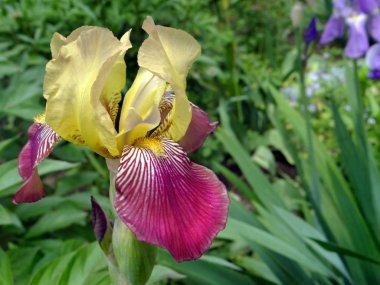 İris çiçeği Bahçe. yakın çekim         