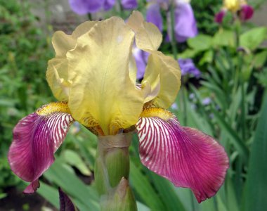 İris çiçeği Bahçe. yakın çekim         