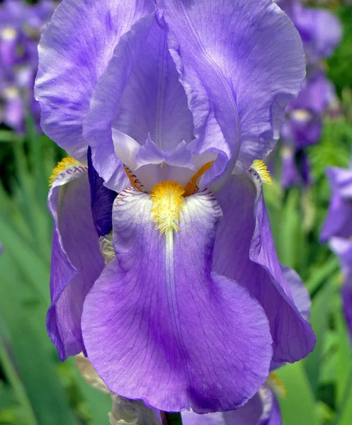 Iris Fleur Dans Jardin Gros Plan — Photo