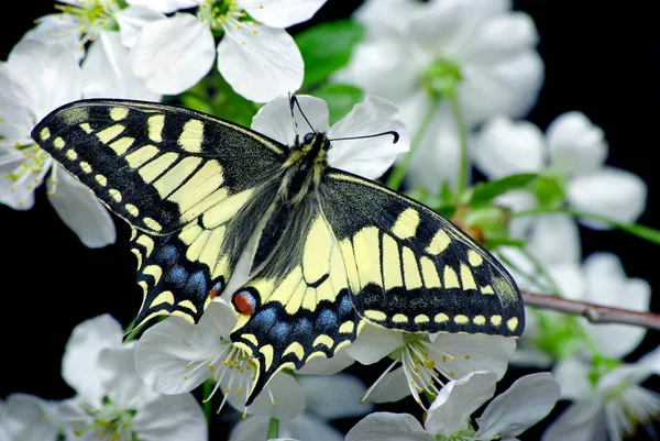 Beautiful Butterfly Sitting Flower Isolated Black Butterfly Flowering Branch Cherry — Stock Photo, Image