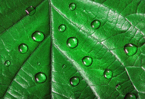 Kropelki Wody Liściach Zielony Liść Kropli Zbliżenie — Zdjęcie stockowe