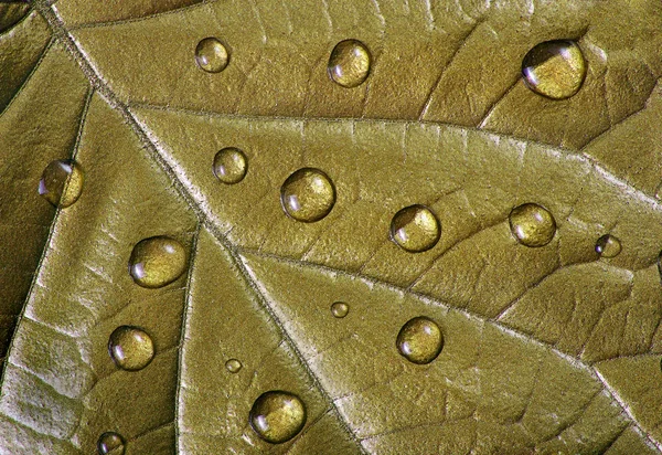 Goccioline Acqua Sulla Foglia Foglia Oro Gocce Primo Piano — Foto Stock