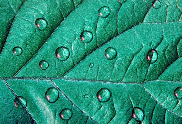 Kolor Zielony Mięty Wzór Liści Kolor Mięty Naturalna Ozdoba Liści — Zdjęcie stockowe