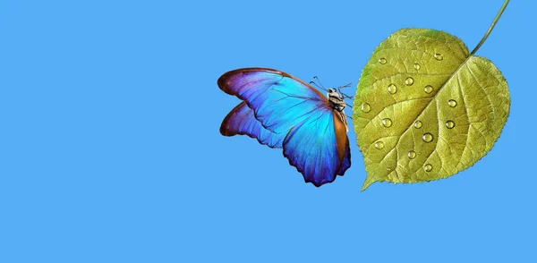 Conceito Ambiente Limpo Natureza Pura Borboleta Azul Morpho Sentado Uma — Fotografia de Stock