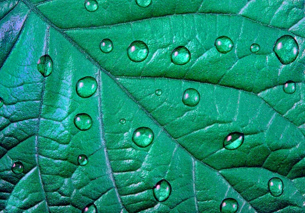 Colore Verde Menta Modello Foglie Colore Menta Ornamento Naturale Foglie — Foto Stock