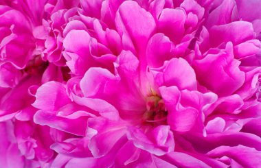 pembe şakayık yaprakları doku arka plan